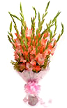 Send Gladiolus flowers to Chennai.