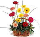 12 Gerbera Flowers Basket to Chennai Delivery