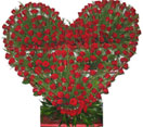 250 Red Roses Flowers in Heart Shape Arrangement to Chennai Delivery