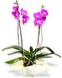 Flowering one stem Orchid Plant in a Pot to Chennai Delivery. Colour may vary.