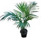 Potted Plants 2 to Chennai Delivery