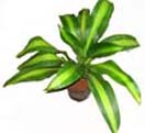 Potted Plants 3 to Chennai Delivery