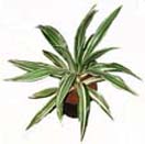 Potted Plants 1 to Chennai Delivery