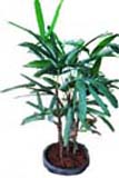 Potted Plants 4 to Chennai Delivery