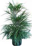Potted Plants 6 to Chennai Delivery