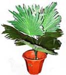 Potted Plants 5 to Chennai Delivery