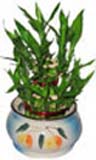 Corporate Gifts with Lucky Bamboo Plant in a Pot to Chennai delivery