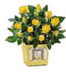 Corporate Gifts with 24 Yellow Roses in a Ceramic Pot to Chennai Delivery