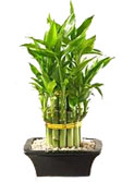 Mothers Day Gift with Lucky Bamboo Plant in a Pot to Chennai Delivery