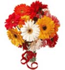 Holi Gift with Mix Gerbera Bouquet to Chennai Delivery