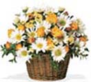 New born Gifts with Roses and Daisies Basket to Chennai Delivery